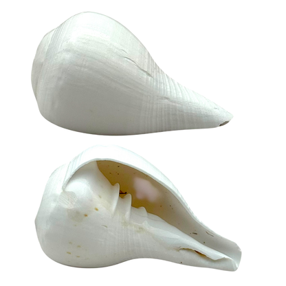 Shankh for Pooja/ Divine Sound/ Traditional Conch for Aarti & Ceremonies- 1 Pc- 9351235049151/ 9351235016085/ 9351235027166