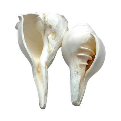 Shankh Laxmi Vishnu Set / Dakshinavarti Shankh – 4'' Twin Pack | Auspicious Pooja Conch for Wealth & Prosperity- 9351235051406